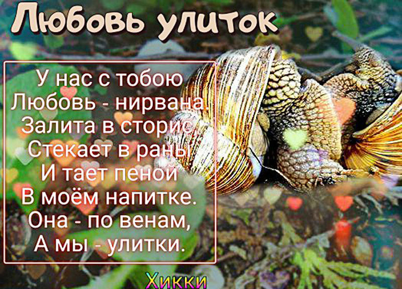 Стихи про любовь улиток