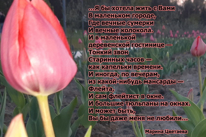 Марина Цветаева стихи в картинках