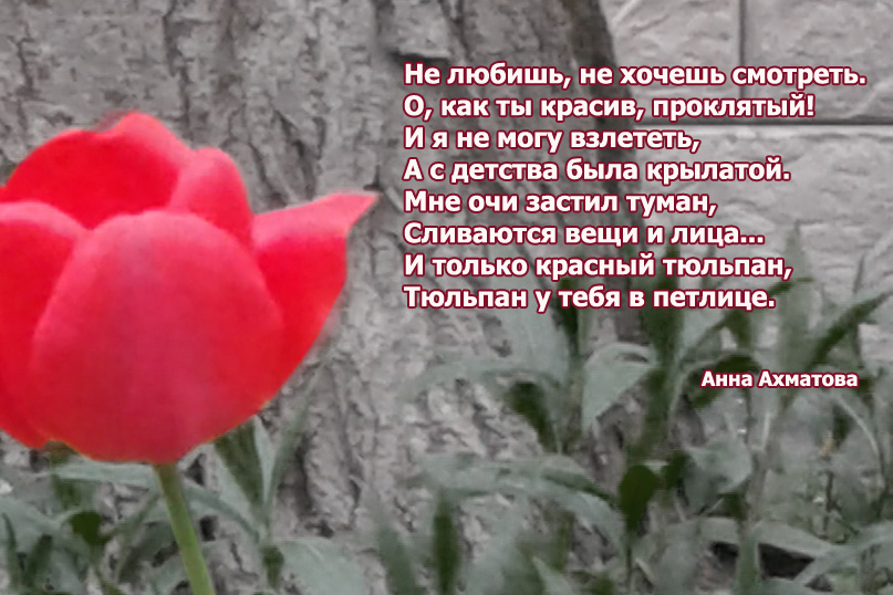 Картинки к стихам Анна Ахматова. Не любишь, не хочешь смотреть