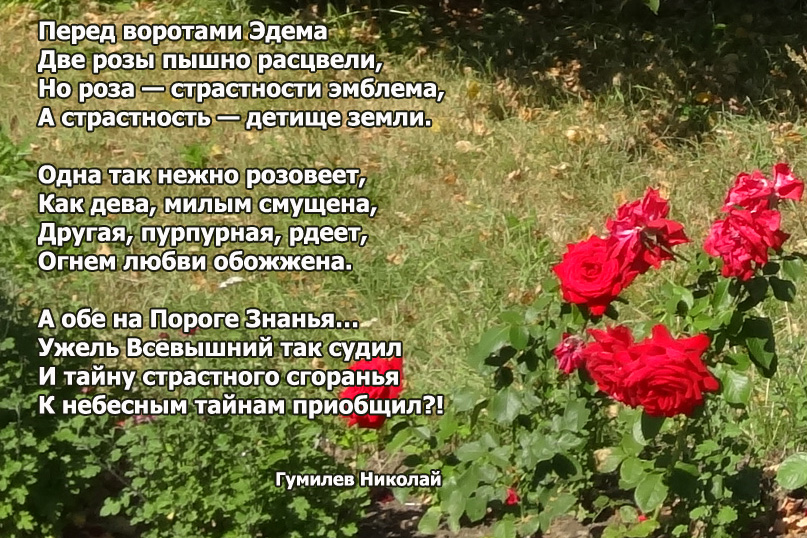 Картинка стихи гумилёв две розы